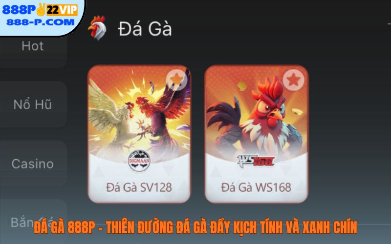 Đá gà 888P